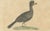Paper Karl Joseph Brodtmann, Game Birds & Bustard, 1816, Lithograph For Sale - Image 7 of 9