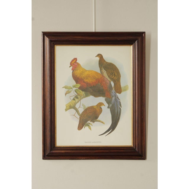 High Quality Custom Framed Print of Sri Lankan Junglefowl