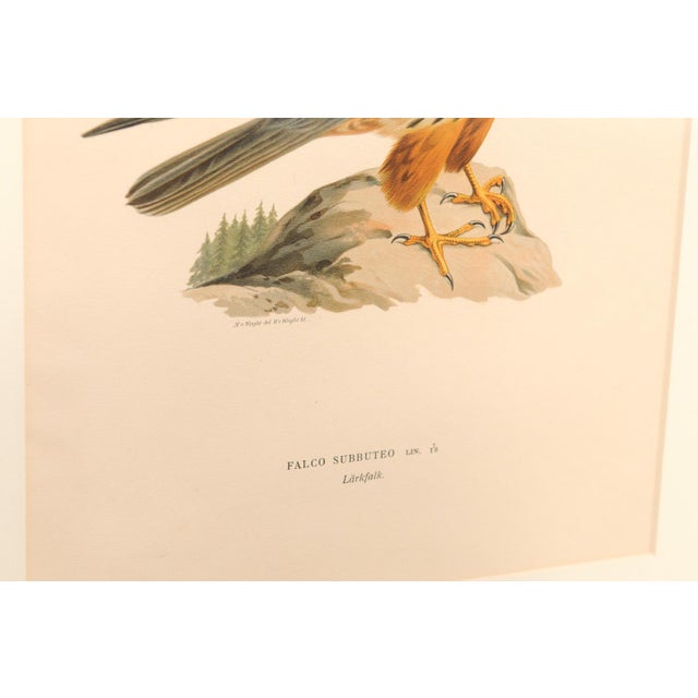 Early 20th Century Swedish Framed Osprey Lithographs, C. 1920 - Set of 2 For Sale - Image 12 of 12
