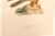 Early 20th Century Swedish Framed Osprey Lithographs, C. 1920 - Set of 2 For Sale - Image 12 of 12