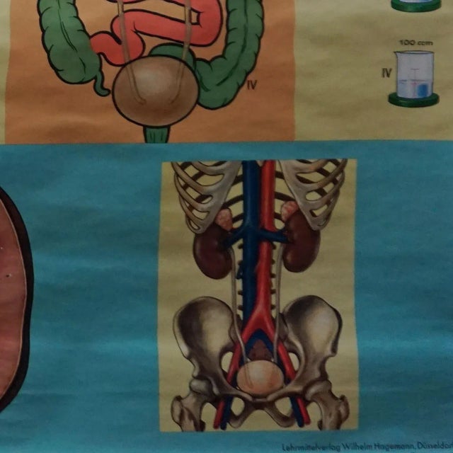 1980s Human Metabolism Body Excretion Water Balance Medical Wall Chart For Sale - Image 5 of 7