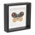 Kenneth Ludwig Chicago Framed Butterfly Block (Set of 2) For Sale - Image 4 of 5