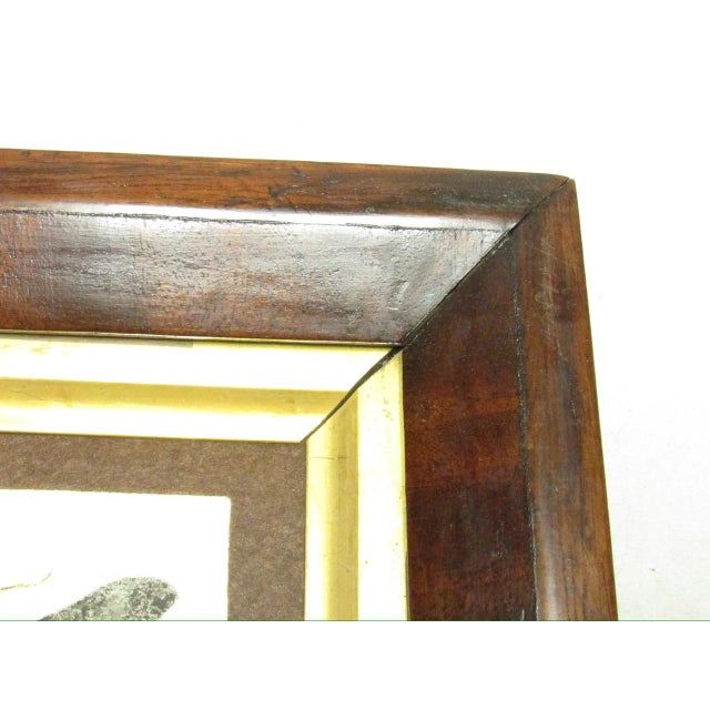 Pair of Antique English Framed Moth Paintings For Sale - Image 11 of 18
