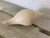 1980s Vintage Resin Shell Sculpture For Sale - Image 5 of 5