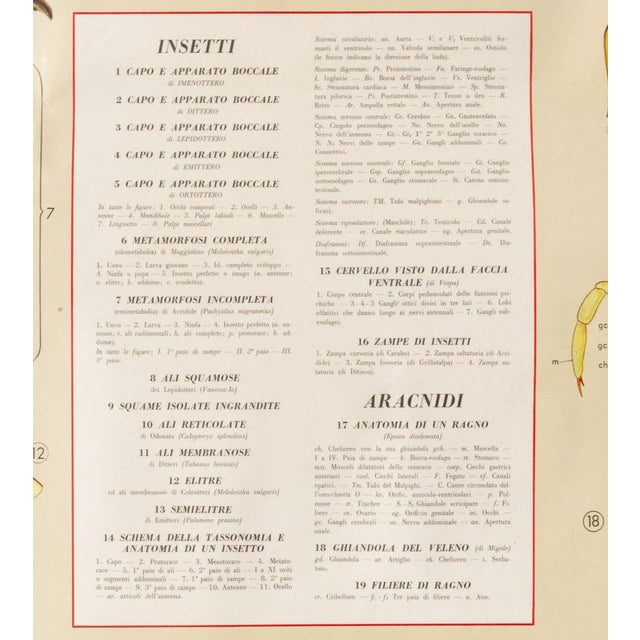 Educational poster g.b. Paravia & c. Torino, animal anatomy table v: insects and arachnids, 1958 by prof. G. Della beffa,...