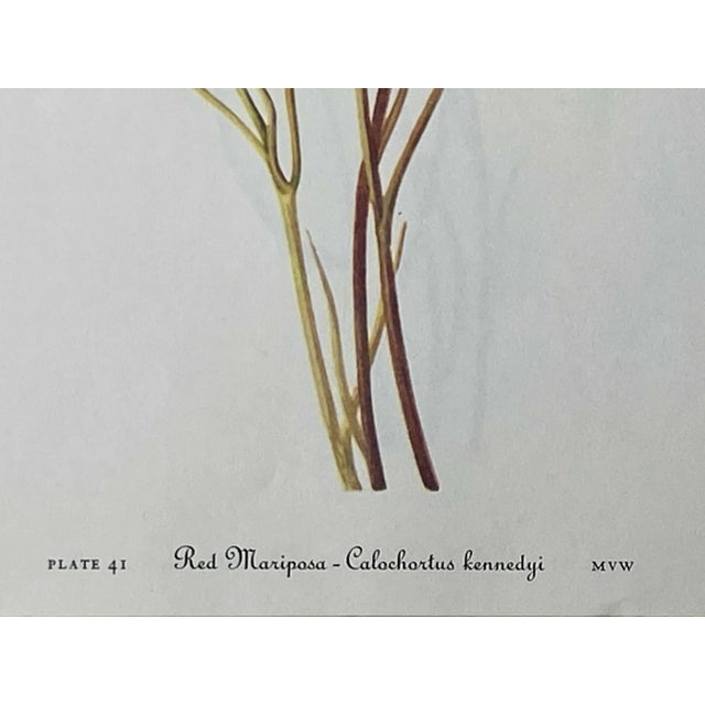 Paper Yellow and Red Mariposa Botanical Double Sided Print Suitable for Framing For Sale - Image 7 of 7