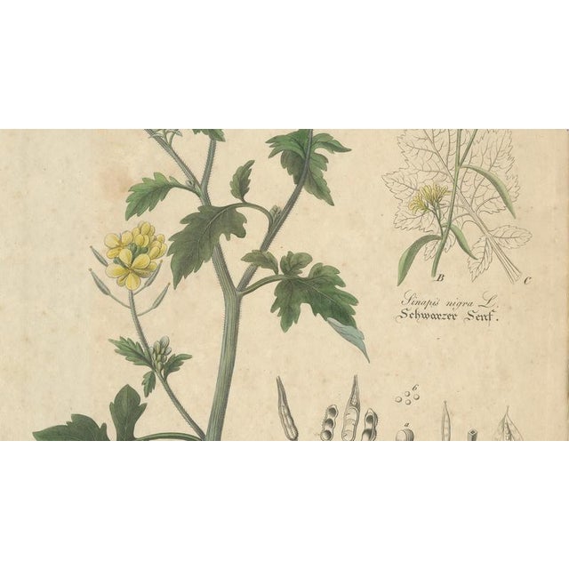 White & Black Mustard, 1831, Paper For Sale - Image 4 of 10