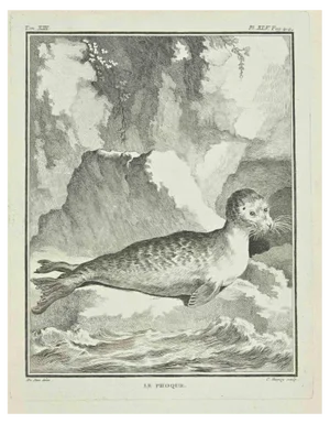 Pierre Charles Baquoy, Le Phoque, Etching, 1771