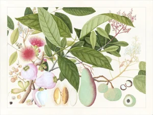 Golden Tropic Botanicals Plate #12, Giclée Print