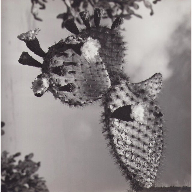 Hanna Seidel, Galápagos Cactus Blossom, Black and White Photograph, 1960s For Sale - Image 3 of 3