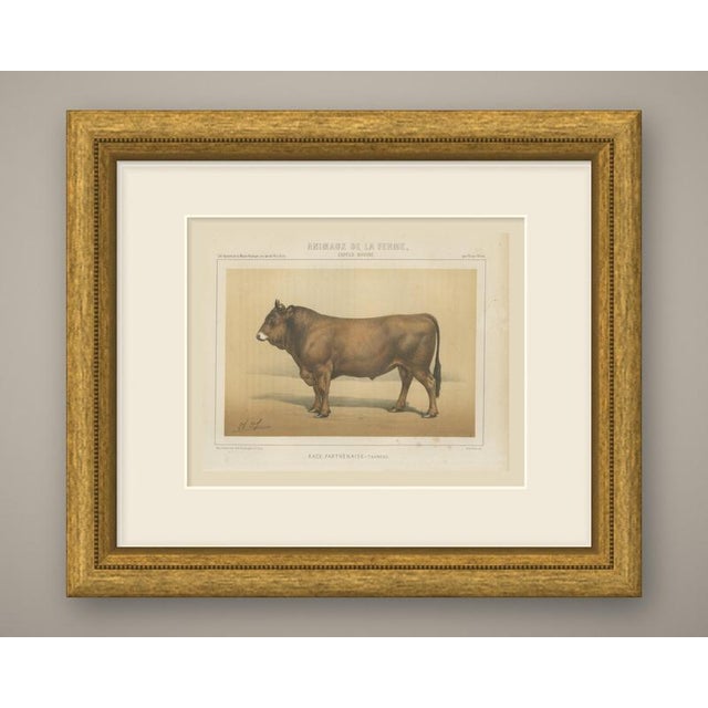 An original antique chromolithograph, printed in color, lettered "race parthenaise, taureau." and published in paris about...