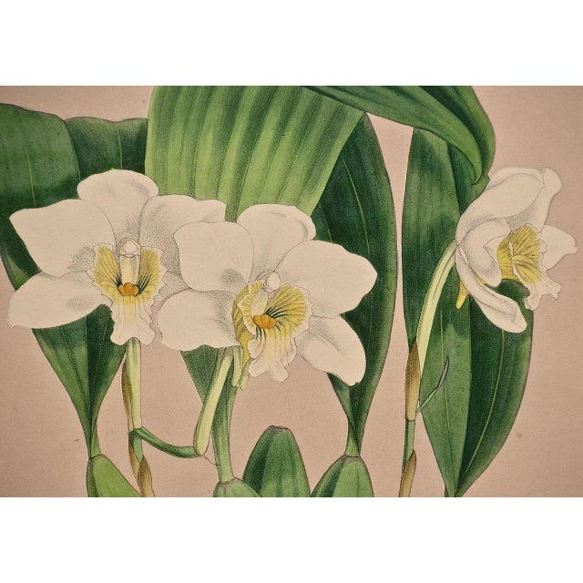 Orchids" Framed 19th C. Hand-Colored Engraving of "Lycaste Harrisoniae" by Fitch, 1882 For Sale - Image 4 of 7