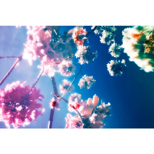 This series I tried to capture the fleeting beauty of flowers in a dreamlike, soft and atmospheric way. All photos are...