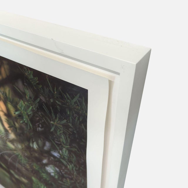 Contemporary Kimberley Carr Harmon Photography Framed Spider Web Print For Sale - Image 3 of 3