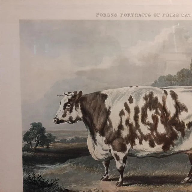 The Everingham Short Horned Prize Cow, 1843, Print, Framed For Sale - Image 4 of 5