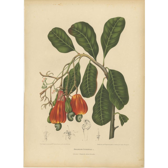 Hoola van Nooten, Cashew Tree Botanical, 1880, Chromolithograph For Sale
