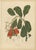 Hoola van Nooten, Cashew Tree Botanical, 1880, Chromolithograph For Sale