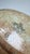 John Derian Signed Nautilus Seashell Decoupage Glass Platter 14” For Sale In Los Angeles - Image 6 of 8