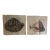Authentic 18th Century Hand Painted Engravings of Mollusks. Set of 2 For Sale