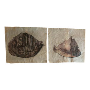 Authentic Set of Two 18th Century Hand Painted Engravings of Mollusks.