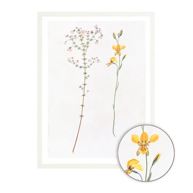 Celerie Kemble Curated Australian Botanical I (16x20) in White Frame For Sale - Image 4 of 4