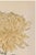 Japanese Yellow Mum by Hasegawa, Vintage Japanese Botanical Art Print, 40" X 60" For Sale - Image 3 of 10