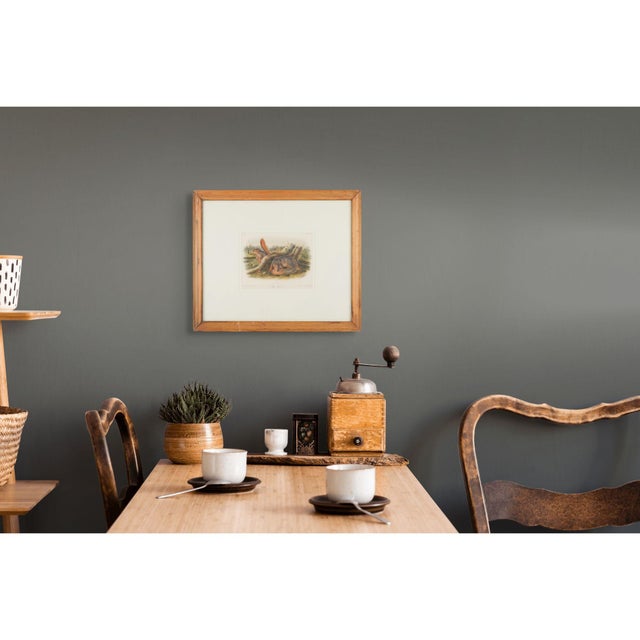 Jay's Squirrel From the “Quadrupeds of North America" by James Audubon, 1848 For Sale - Image 11 of 11