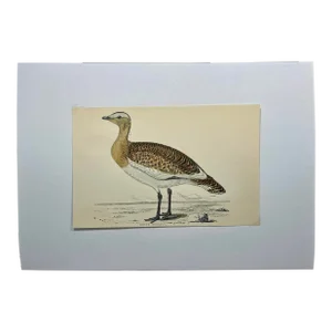 Antique Hand Tinted Bird Print From England Featuring a Brown & Tan Great Bustard - Circa 1888