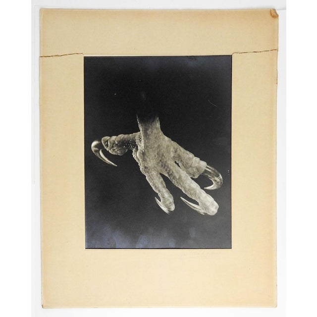 Early 20th Century Joe Clark Eagle Claw Silver Gelatin Photograph For Sale - Image 4 of 4