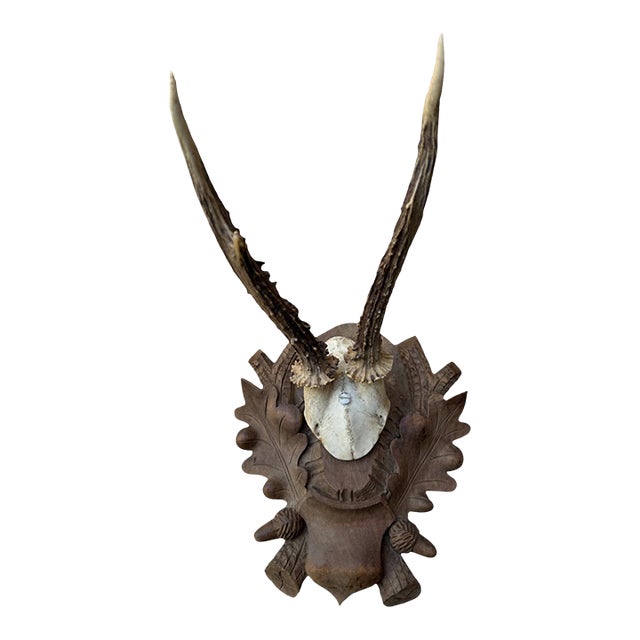 Roe Der Trophy 174 Black Forest Antlers Mount For Sale