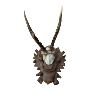 Roe Der Trophy 174 Black Forest Antlers Mount