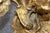 Late 19th C. Set 4 Regence Style French Bronze Ormolu 3 Arm Sconces For Sale In Philadelphia - Image 6 of 6