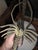 Mid-Century Modern Vintage Solid Brass Crawfish For Sale - Image 3 of 9