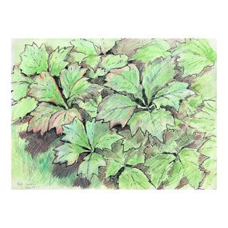 1993 Josie Capstick Botanical Drawing in Beth Chatto's Garden For Sale