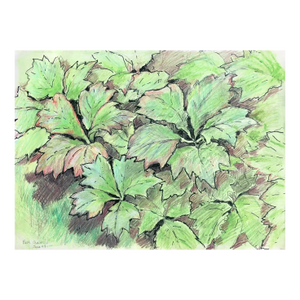1993 Josie Capstick Botanical Drawing in Beth Chatto's Garden