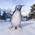 A finely crafted miniature penguin figurine featuring hand-painted glazed ceramic construction with distinctive inset...