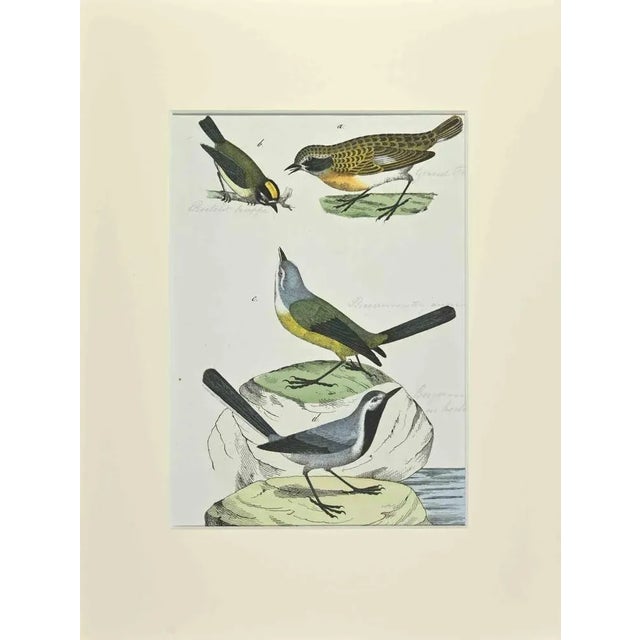 Johann Friedrich Naumann, Yellow Wagtail, 1840s, Etching For Sale - Image 3 of 3