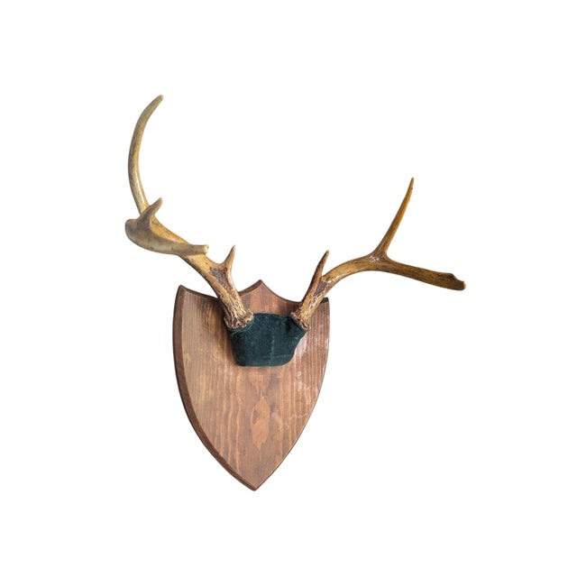Vintage Taxidermy Deer Stag Antlers Mounted onto a Wooden Shield Plaque Perfect for a cozy home in the mountains!