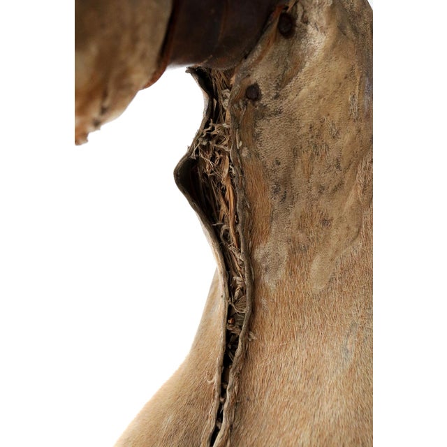 French Artist, Horse Sculpture, 1880, Horsehide For Sale - Image 14 of 16