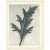 1920s 1928 Karl Blossfeldt Original Period Photogravure N39 of Canadian Vervain For Sale - Image 5 of 6