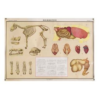 Educational Poster Depicting Mammals from G.B. Paravia Torino, 1959 For Sale
