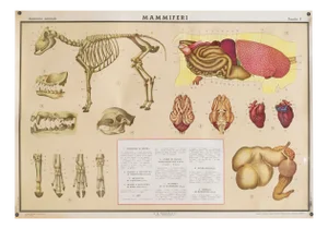 Educational Poster Depicting Mammals from G.B. Paravia Torino, 1959