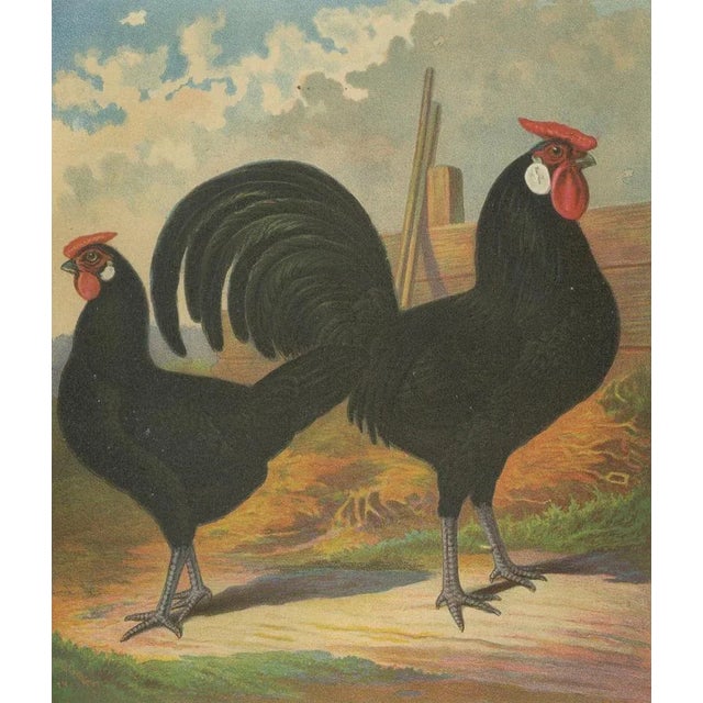 Late 19th Century The Sleek Black Hamburg Chicken, 1888, Lithograph For Sale - Image 5 of 10
