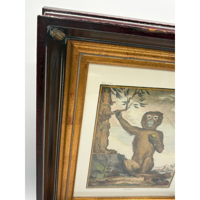 Late 20th Century Vintage French Natural History Monkey Reproduction Prints Art & Gilded Wood Frames - A Pair For Sale - Image 5 of 15