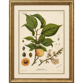 After Willem Hendrik de Vriese, Apricot, 1856, Lithograph For Sale