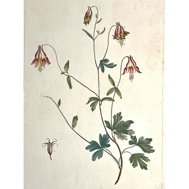 Original antique hand colored botanical engraving Columbine print by Phillip Miller London 1755 with original antique hand...