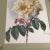 1905 Framed Paul De Longpre Yellow Roses Lithograph Printed by the Grey Litho. Company, New York For Sale - Image 10 of 13