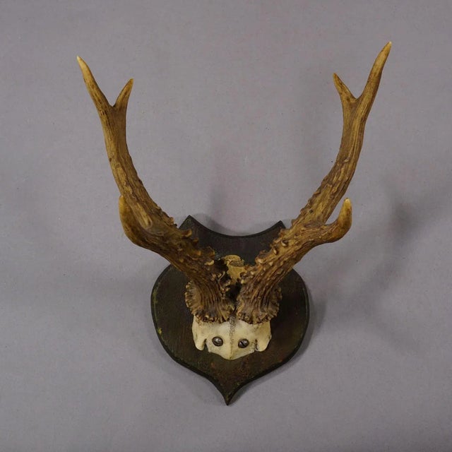 Rustic European Lovely Antique Roe Deer Trophy on Wooden Plaque, Germany ca.1930s For Sale - Image 3 of 6