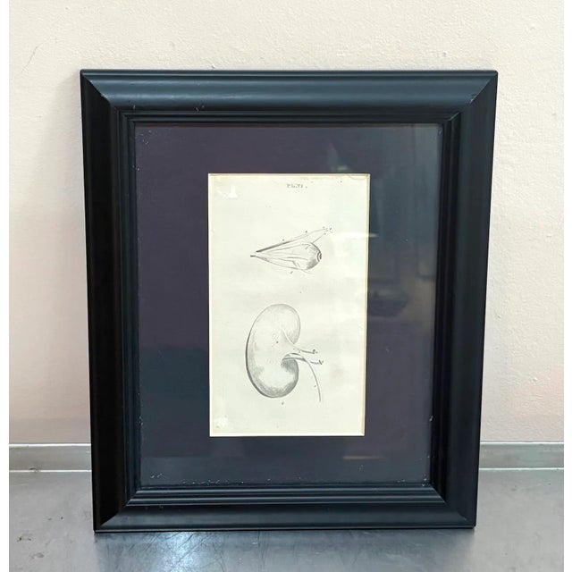 Antique Framed Anatomical Plate/Drawing of Kidney For Sale - Image 4 of 4