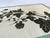 Barbara Anne Townshend, The Pencil'd Geranium, Paper Cut For Sale - Image 4 of 8